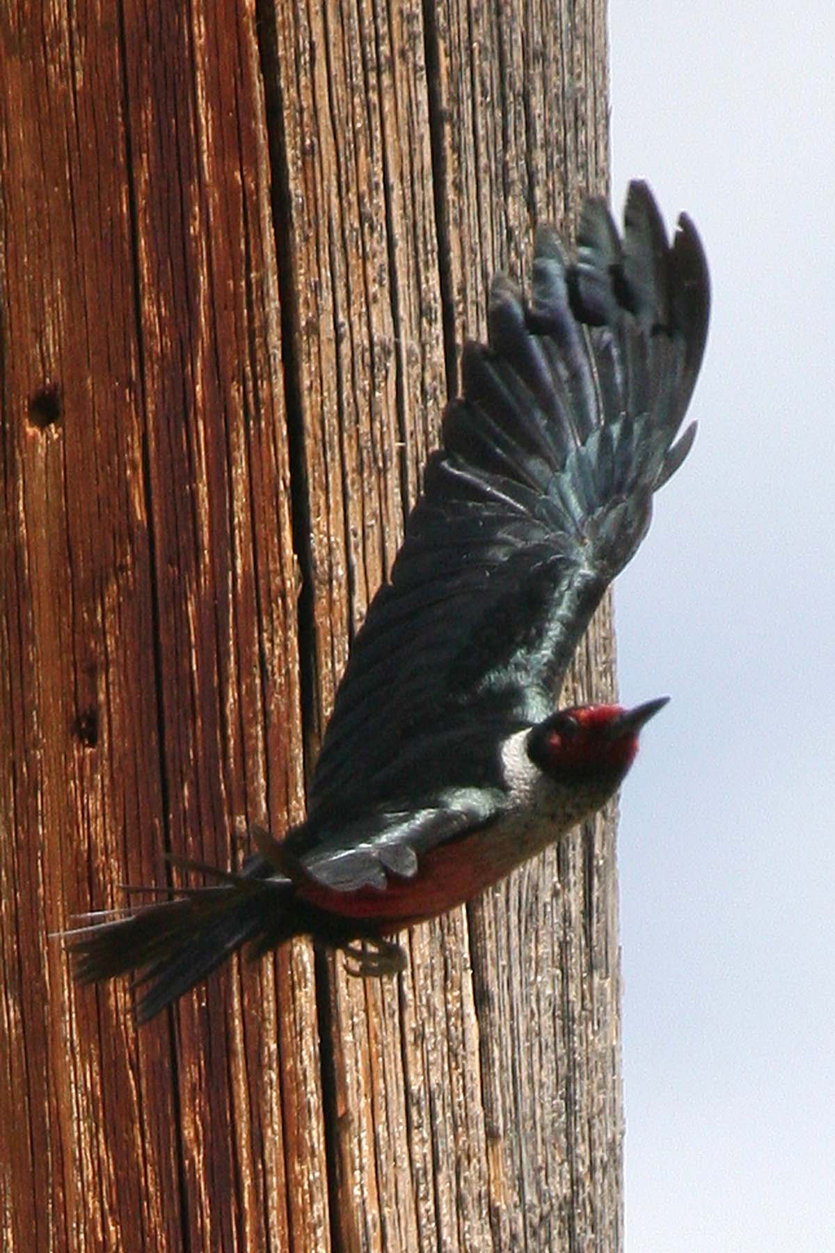 Lewis's Woodpecker